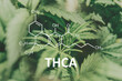 THCA Cannabis oil Marijuana Herbal Treatment, . Alternative Medicine hemp oil Tetrahydrocannabinolic acid
