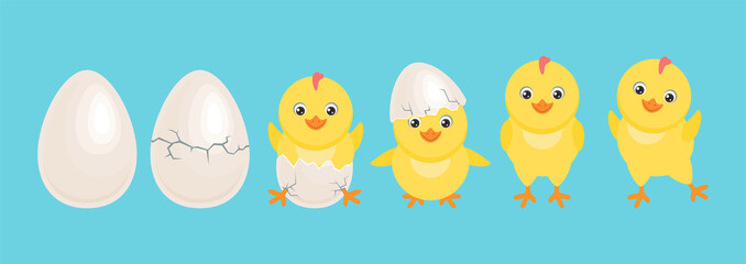 Cute yellow chicken hatched from egg. Cracked chicken eggs with newborn baby chick isolated on blue. Funny little bird in different poses. Vector easter cartoon illustration. 