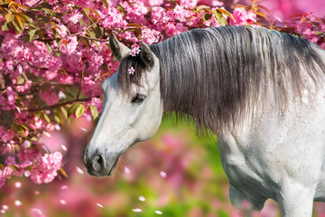 Wall Mural - white stallion portrait in spring sakura blossom tree