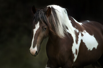 Wall Mural - bay piebald horse