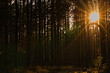 Zachód słońca w lesie sosnowym w podmiejskich okolicach .