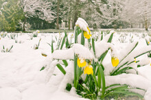 Yellow Blooming Daffodils Covered With White Snow