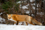 Fototapeta Zwierzęta - Red Fox Photo Stock. Fox Image. Close-up profile view foraging in the winter season with blur background and enjoying its environment and habitat.