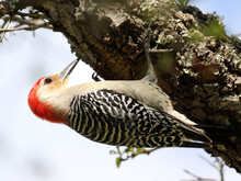 A Red Headed Woodpecker Working On An Oak Tree Trunk.