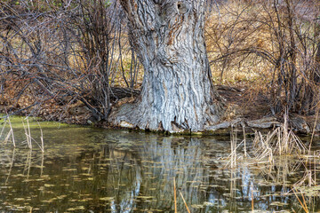 Wall Mural - Beautiful early spring landscape with a pond and reflections in the small neighborhood Fly'n B Park in Highland Ranch, Colorado