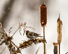 Red Poll Photo And Image. Close-up Profile View, Perched On A Foliage And Cattail With Blur Background In Its Environment And Habitat Surrounding. Finch Photo And Image.