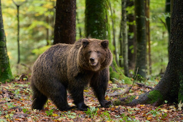 Wall Mural - brown bear is looking for food in a european forest. image taken in autumn.