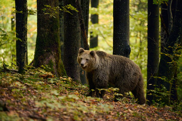 Wall Mural - brown bear is looking for food in a european forest. image taken in autumn.