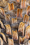 Fototapeta Panele - Palm Tree Trunk Texture Close Up