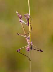 Close up of pair of Beautiful European mantis ( Mantis religiosa )