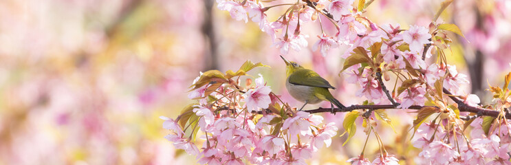 Wall Mural - バナーサイズに切り抜いた河津桜とメジロ