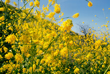 Close Up Of Yellow Flowers Against Blue Sky 