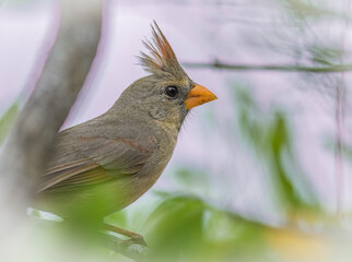 Wall Mural - a male northern cardinal near water.