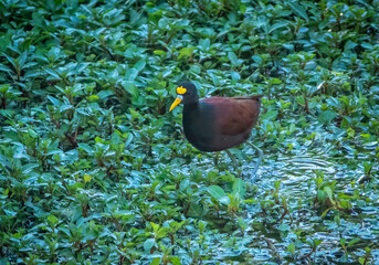 Wall Mural - a northern jacana walks across aquatic vegetation under bridge along the santa cruz river on ines ro