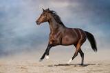 Fototapeta Konie - Horse free run gallop in desert storm