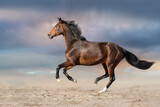 Fototapeta Konie - horse running in the desert