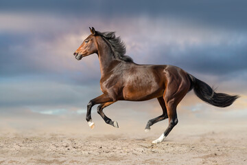 Naklejka na meble horse running in the desert