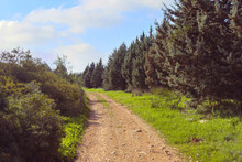 Path Through A Rural Area In Israel; In The Photo: Green Cypress Trees, Big Foliage, And Blue Sky.