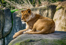 Lioness On Rock In Zoo.