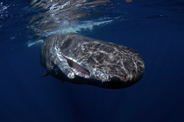 Wall Mural - Sperm whale stay near the surface. Whales in Indian ocean. Marine life.