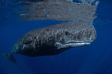 Wall Mural - Sperm whale stay near the surface. Whales in Indian ocean. Marine life.