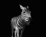 Fototapeta Konie - Burchell's zebra on black background