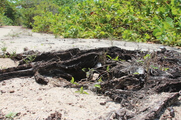 Wall Mural - Low angle dark tree stump in the sand