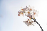 Fototapeta Desenie - 淡いピンクの桜