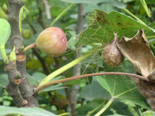 Garden Spider Argiope Aurantia Egg Sac Camouflaged In Fig Tree