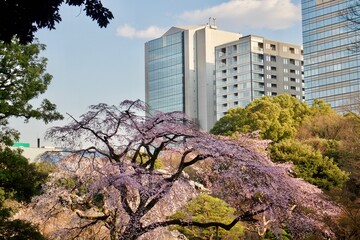 Wall Mural - Taking in Tokyo