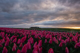 Fototapeta Kwiaty - Sunrise over field of vibrant blooming spring tulips