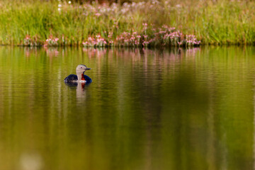 Poster - Red throated loon in a lake