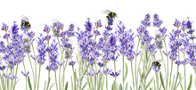 Seamless Border With Lavender Flowers And Bee. Hand Draw Watercolor Images. Spring Summer Banner Template