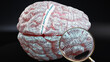 Major depressive disorder in human brain, hundreds of terms related to Major depressive disorder projected onto a cortex to show broad extent of this condition, 3d illustration