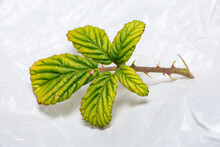 A New Tiny Bramble Leaf In January Already Under Insect Attack.