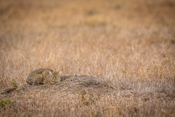 Wall Mural - African wild cat laying down in the grass.