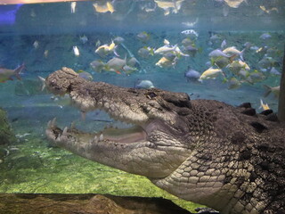 Dubai, UAE- March 31 2022: Giant African crocodile in clean fresh water lake to hunt small fatty fishes with big open jaws.