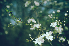 Bright Flowering Cherry Tree Branch With Lot Of White Flowers On Blurred Deep Green Background With Leaves And Sky Bokeh. Trendy Moody Floral Nature Spring Blossom Design Copy Space For Text Overlay. 