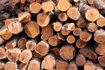 Wall Mural - Full Frame Shot Of Logs In Forest