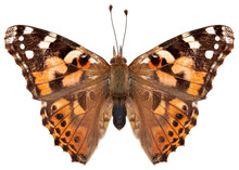 Vanessa Cardui Butterfly Specimen