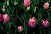 Close-up Of Pink Tulips