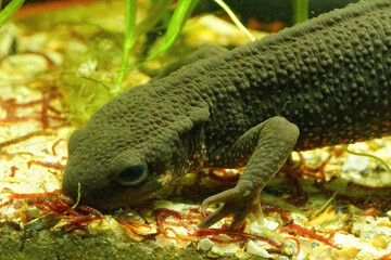 Canvas Print - Closeup on an aquatic Japanese fire bellied newt , Cynops pyrrhogaster, feeding on red bloodworms