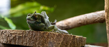Shot Of Green Lizard On Wooden Surface With Blurred Background