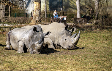 Shot of two rhinos sleeping on the grass in the animals park enjoying the sun