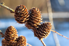 European Larch, Larix Decidua, Tree, Detail Of Branch With Cones In Winter
