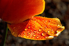 Closeup Of An Orange Rose Petal Soaked In Waterdrops
