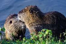 Pair Of Nutria Rodents On The Shore Of A River