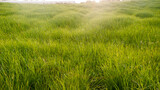 Pradera de hierba verde en zona rural 