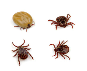 Canvas Print - set mite parasitic insect collection