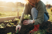 Woman Gardening Herbs In Her Backyard Garden